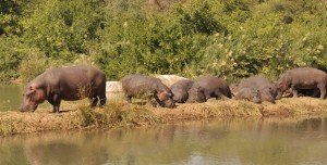 Kuchek and his family he is on left