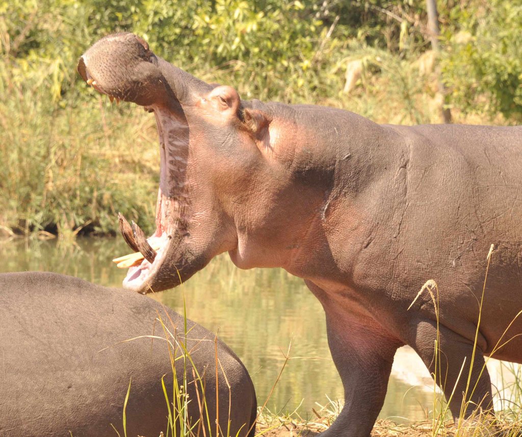 TURGWE HIPPO TRUST 2015