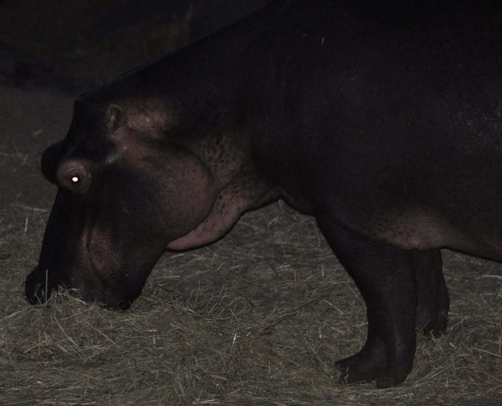 V097 bonbon eating 2 Bonbon eating