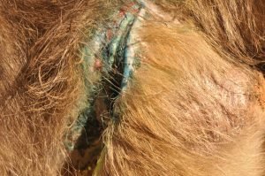 after snare has been removed