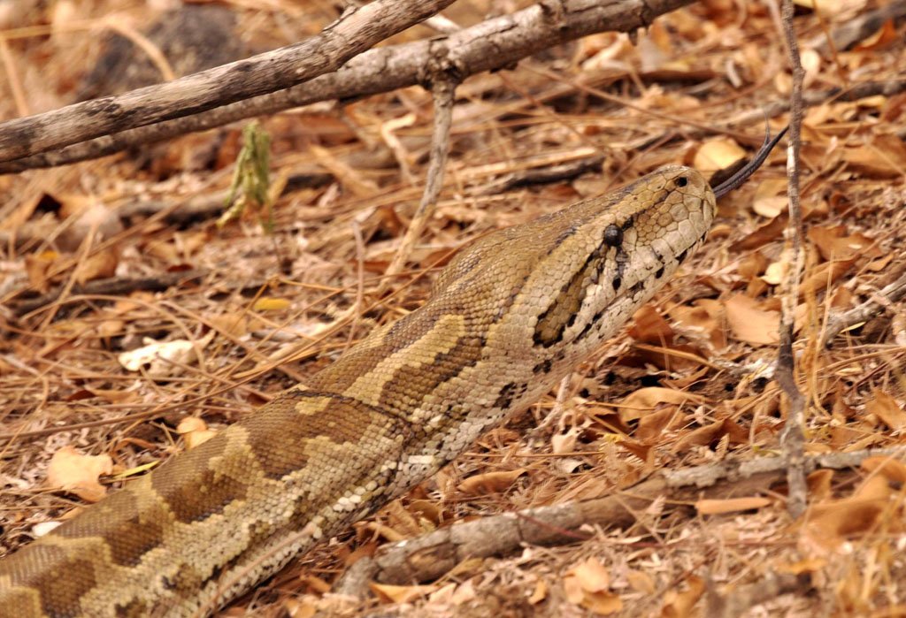 Rock Python June 2016