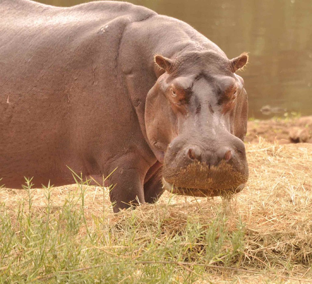 Surprise Hippo July 2016