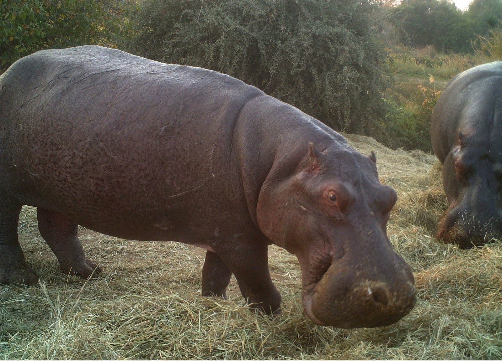 Old Lady Abe and Bull Tembia