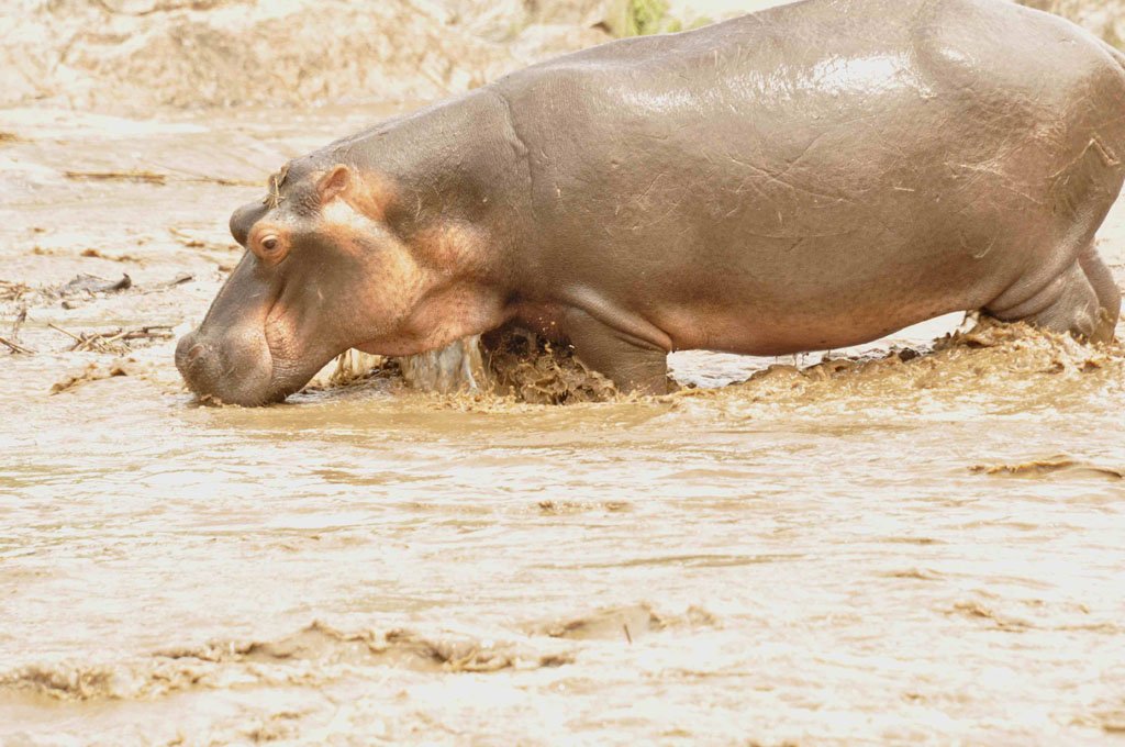 End of Drought Feeding of Hippos January 2017 #Turgwehippotrust