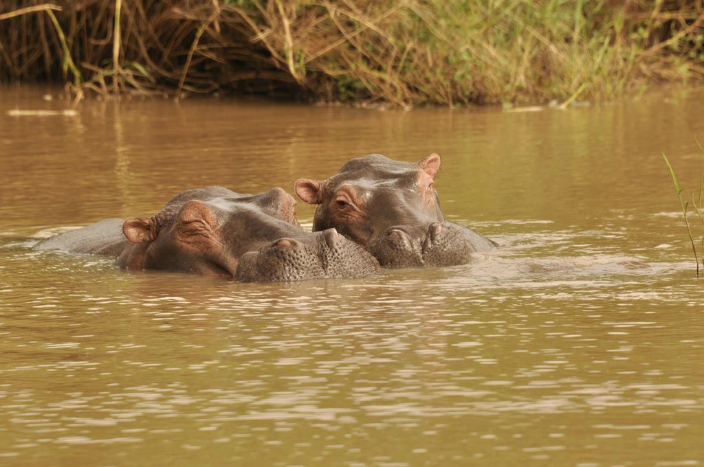 Mothers Day, March 26 2017 #Turgwehippotrust