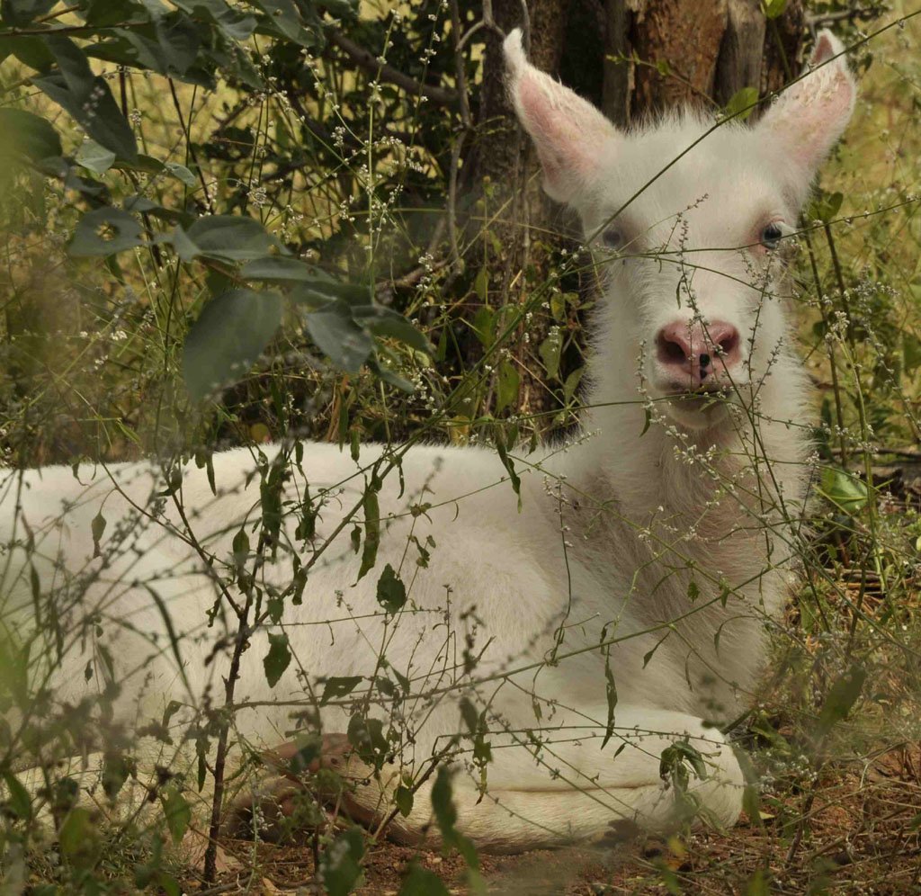 Rare Albino Waterbuck Calf April 2017 #Turgwehippotrust