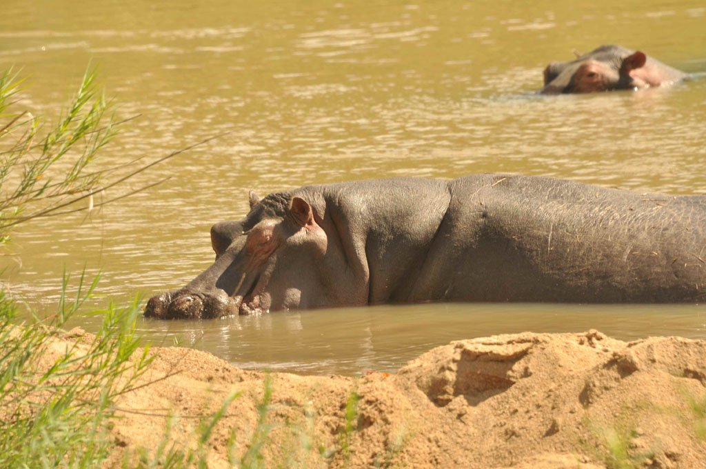 Hippos Relaxing and Calling May 2017#Turgwehippotrust