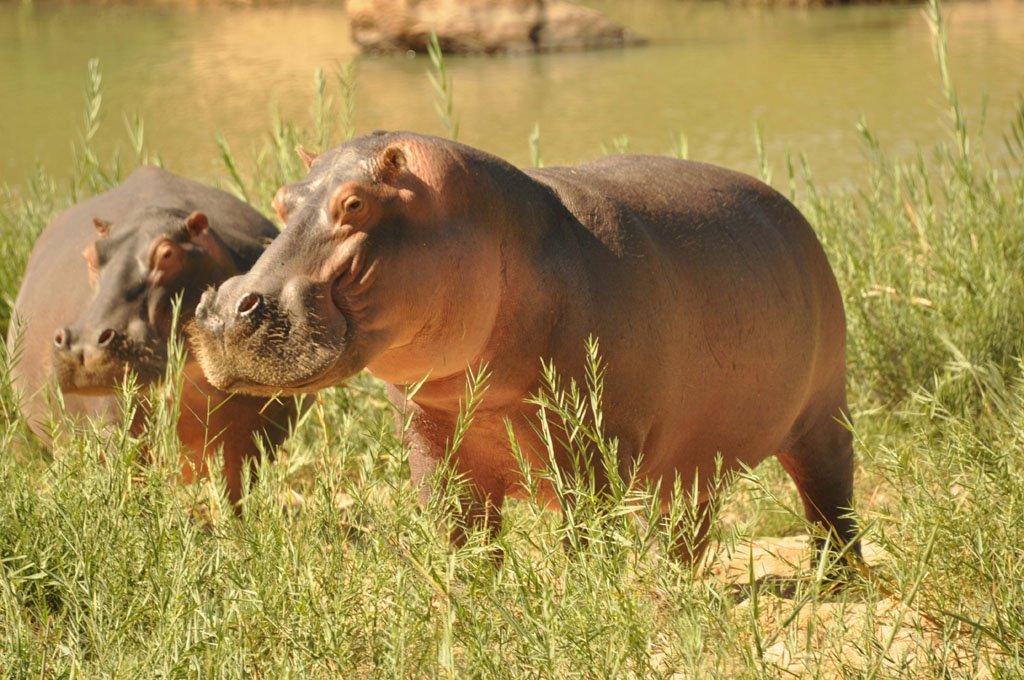 Hippos, Painted Wild Dogs and White Rhino June 2017