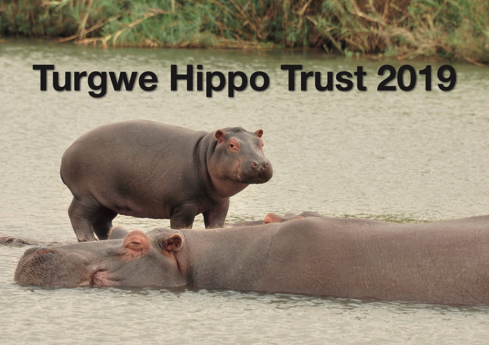 New 2020 Turgwe Hippo Trust Calendar is ready