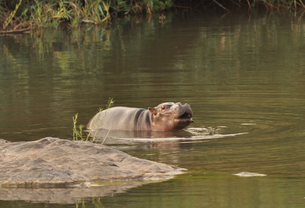 A New Star is Born at TurgweTrust