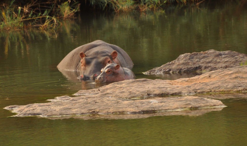 Baby Hippo Steve or Stephane October 2017