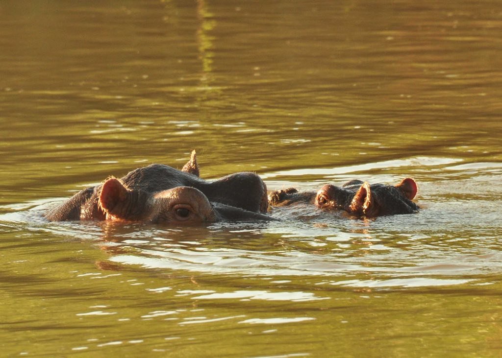 Surprise Is Mother Again