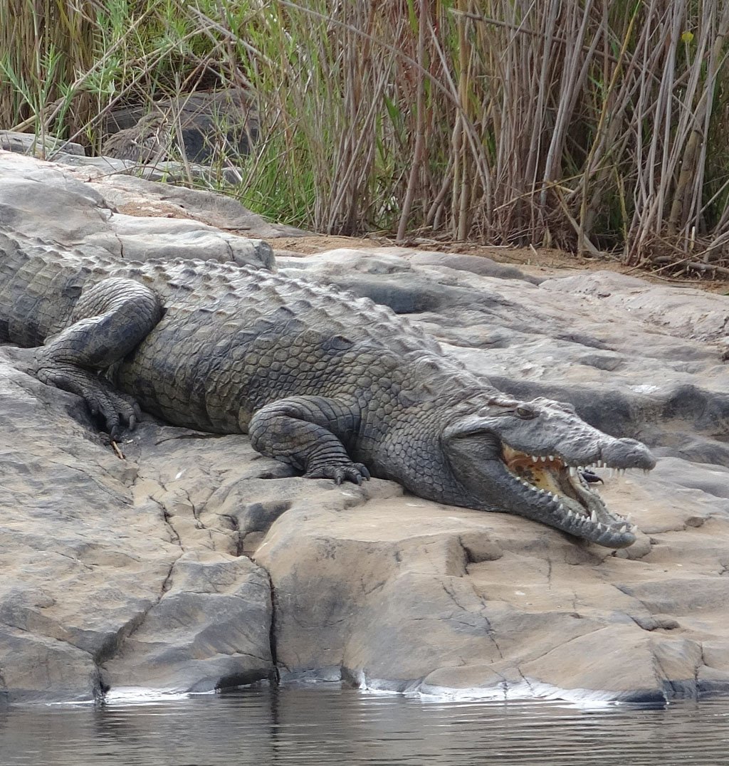 Moonlight and a Turgwe River Pool July 2018.