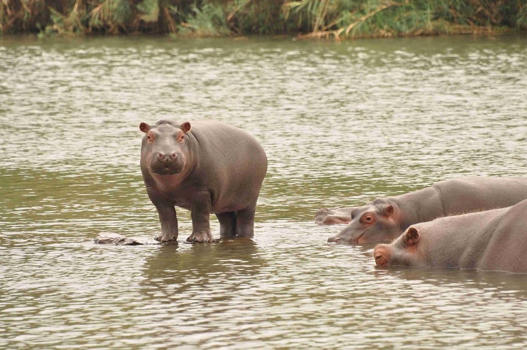 Turgwe Hippos Oct 2018
