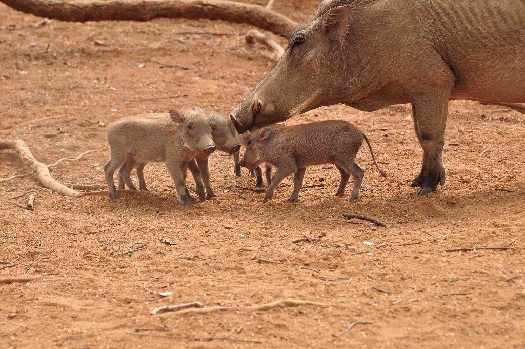 Winny and babies Nov 2018