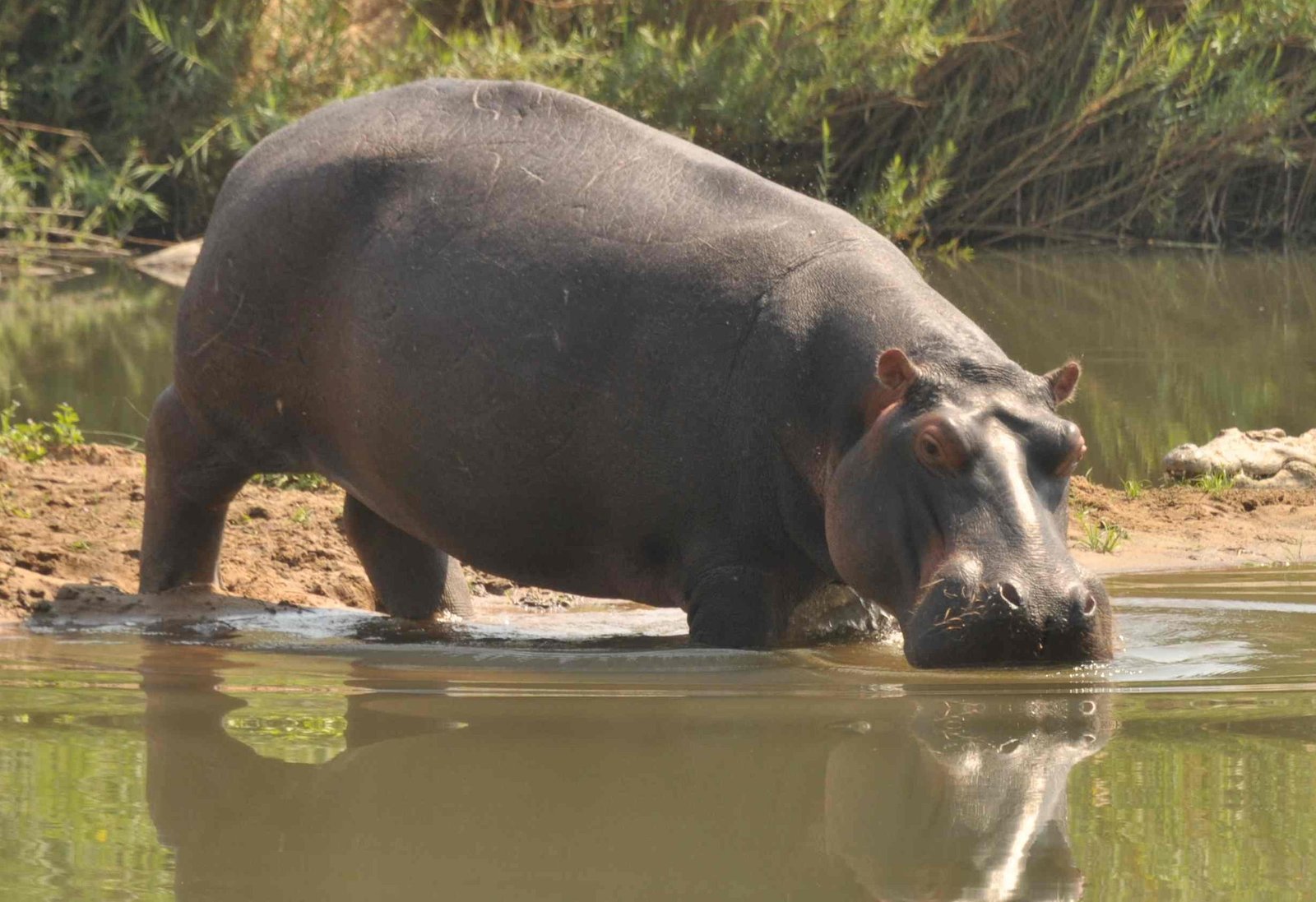 New : Perpetual Auction on FaceBook to help the Turgwe Trust