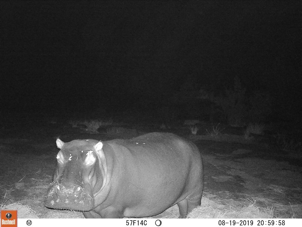 Bonbon hippo eating the food at night