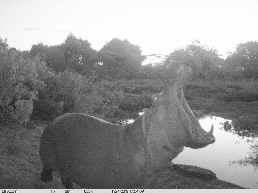 Hippos and Others Feeding Nov 2019
