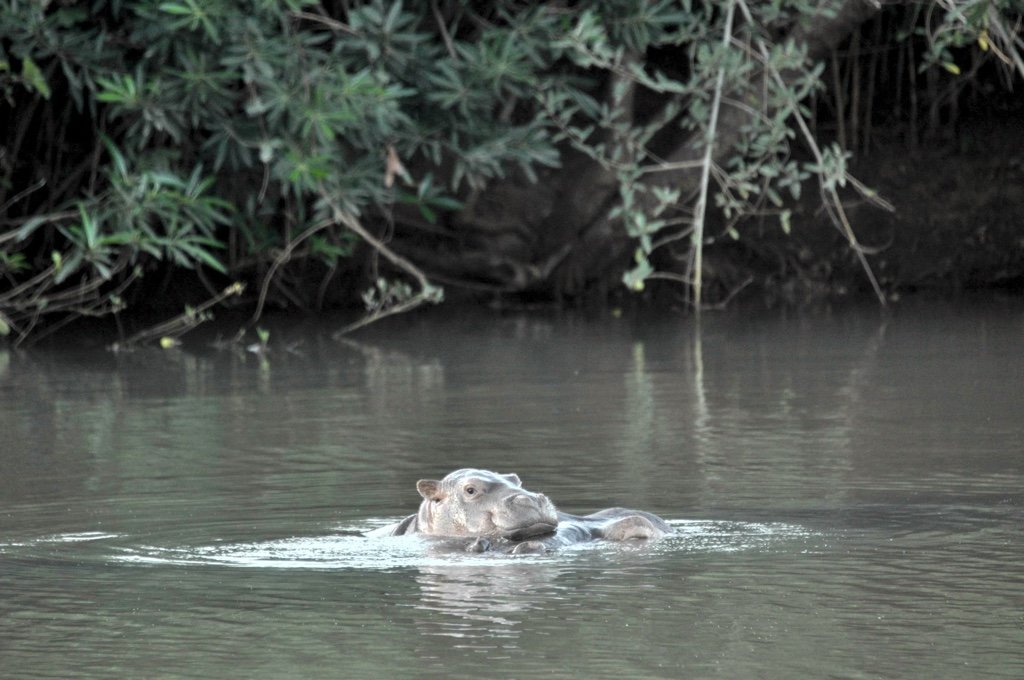 New Baby Hippo Naming Draw – May 2020