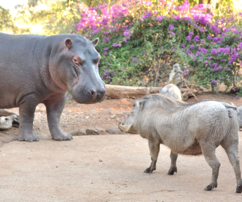 Steve the Hippo June 2020