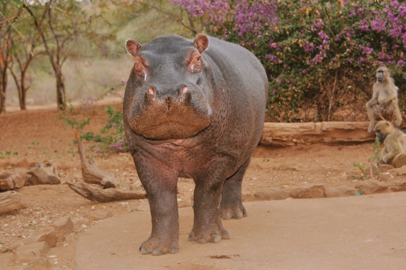 Steve : New Media Star