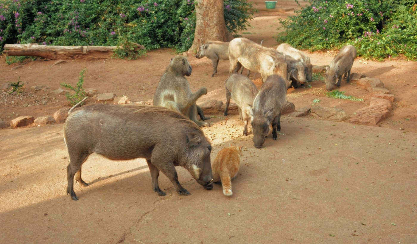 Warthogs at Karen’s Haven