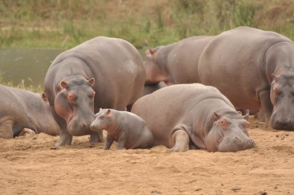 Hippo Calves and Steve the Hippo August 2020