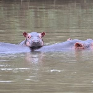 Naming our Latest Tacha's Calf