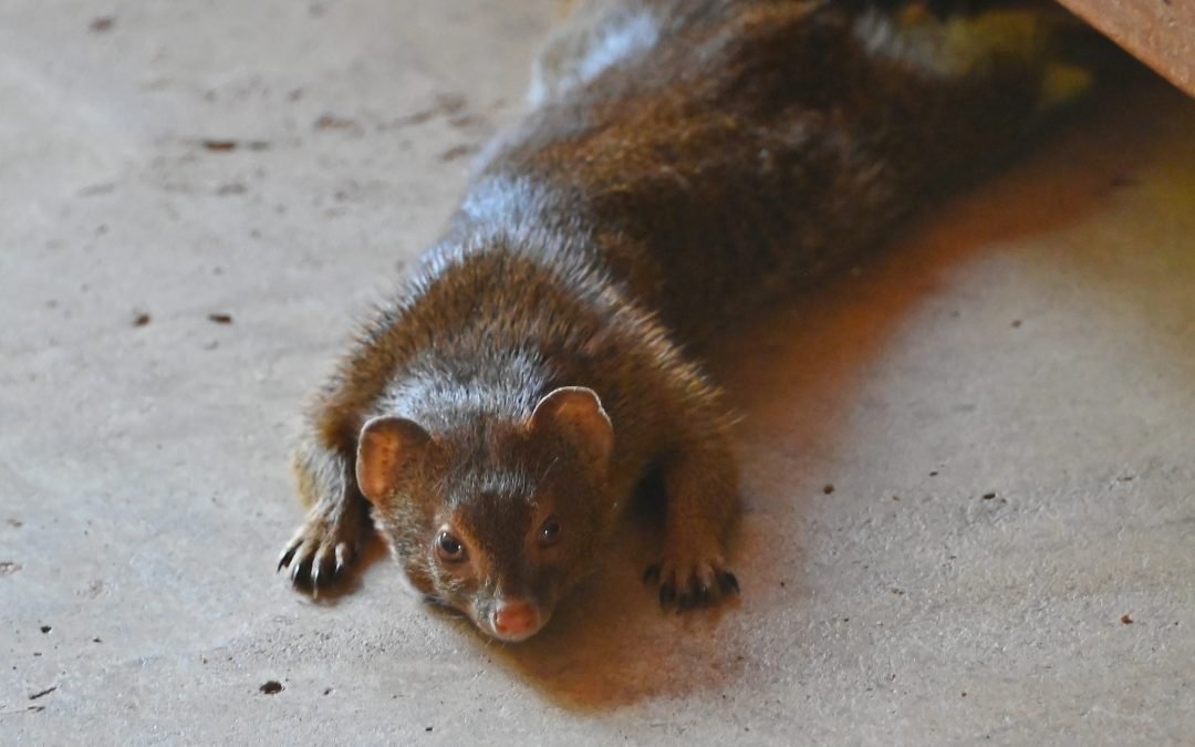 SQUIGGLE (March 3rd 2013 to May 18th 2022)