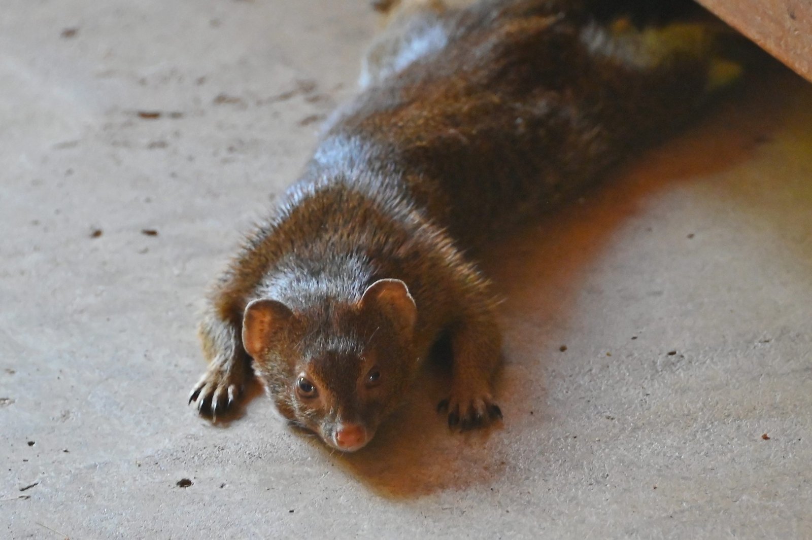 SQUIGGLE (March 3rd 2013 to May 18th 2022)