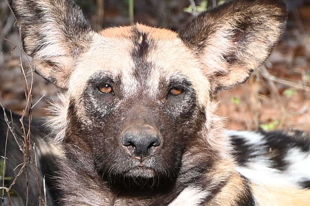 Wild Dog Aug 2022