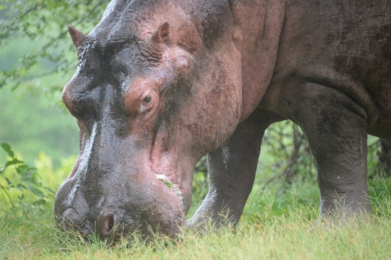 Steve hippo Feb 2023