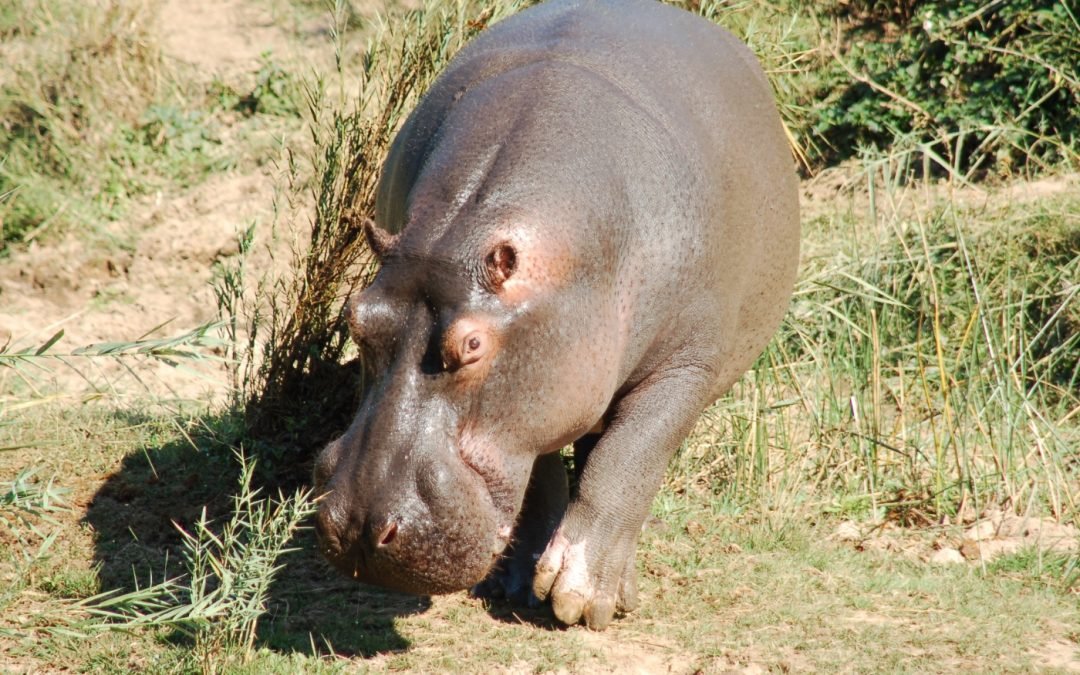 TEMBIA  – Possibly Shot on December 23rd 2022.