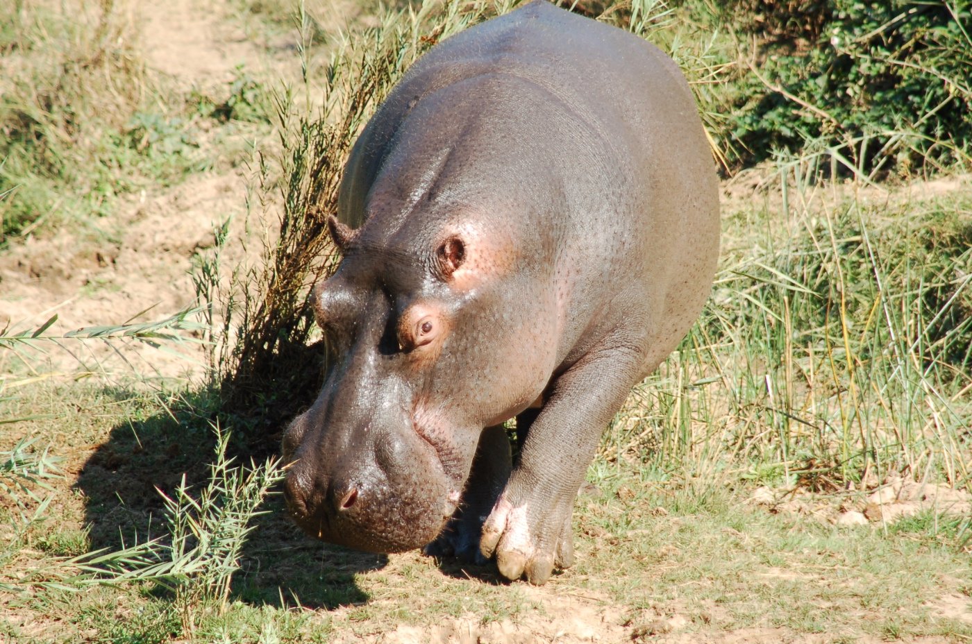 TEMBIA  – Possibly Shot on December 23rd 2022.