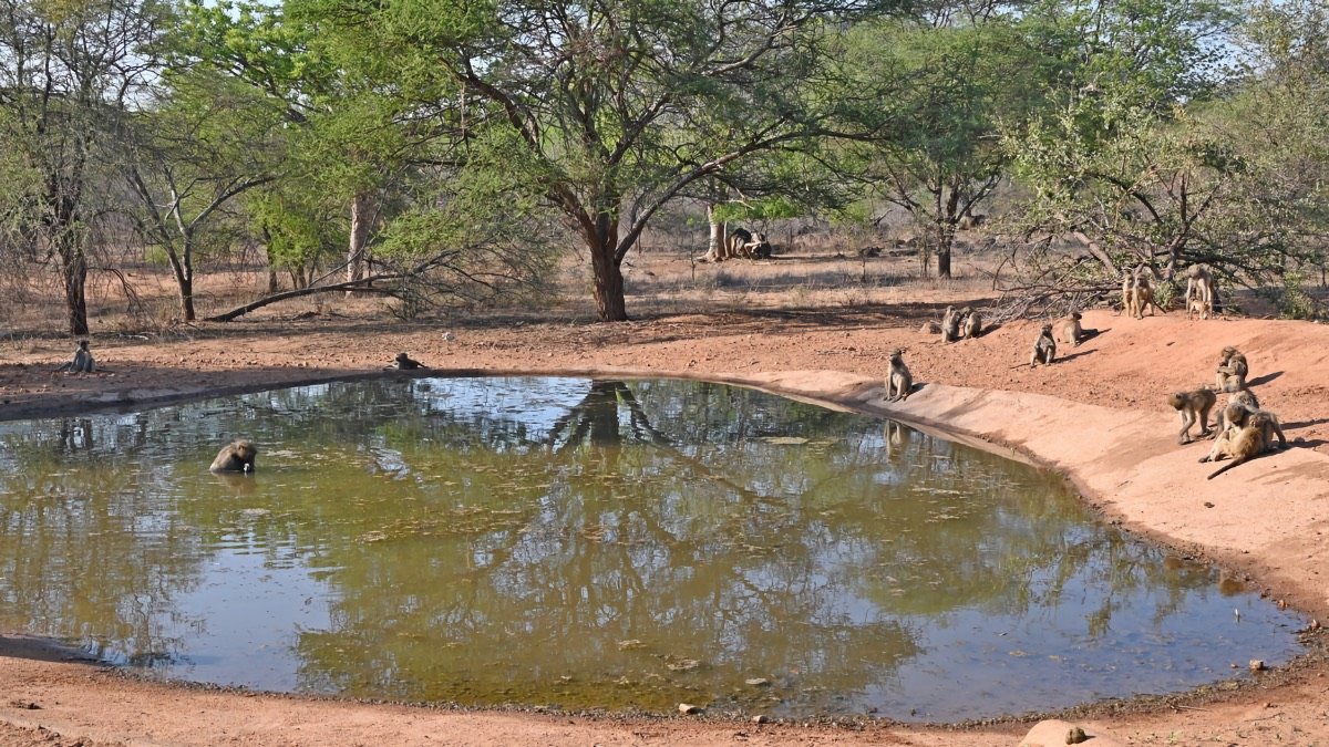 2-baboons swimming
