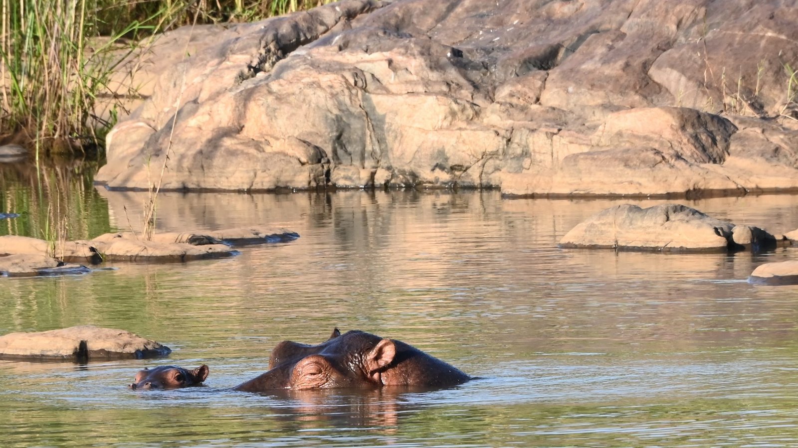 Oliver or Ollie - Image 3