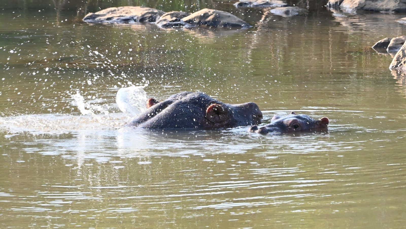 Oliver or Ollie - Image 2