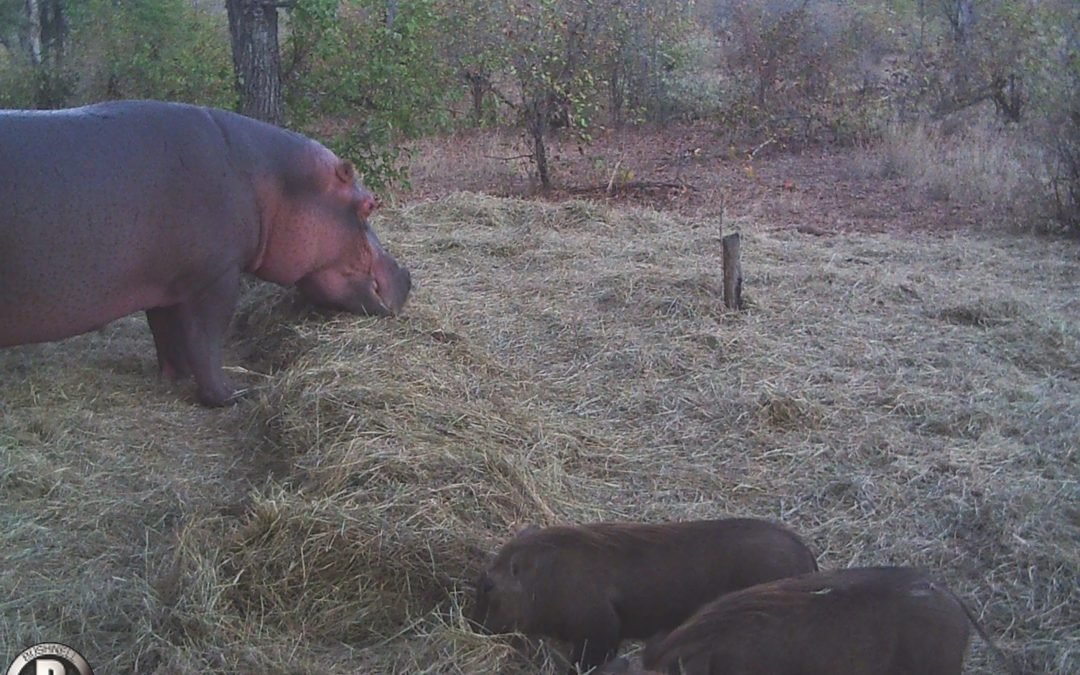 Drought feeding update July 1st 2024