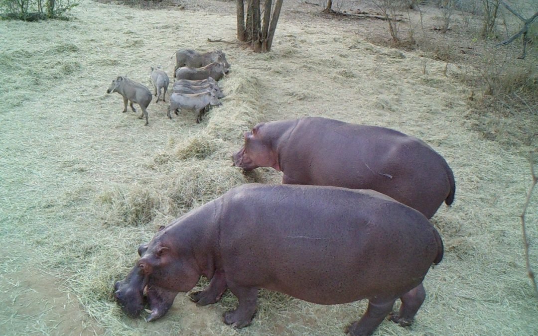 Feeding During Drought August 2024