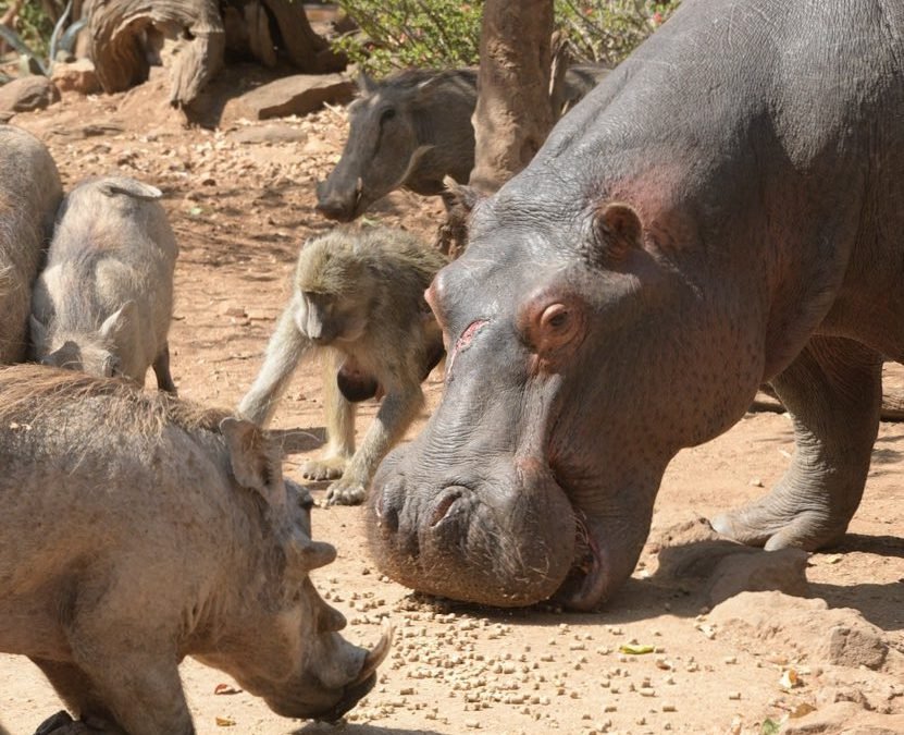 Welcome to a New House Hippo