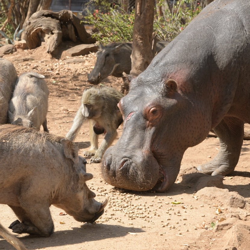 Welcome to a New House Hippo