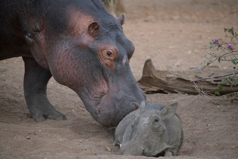 max hippo and warthog
