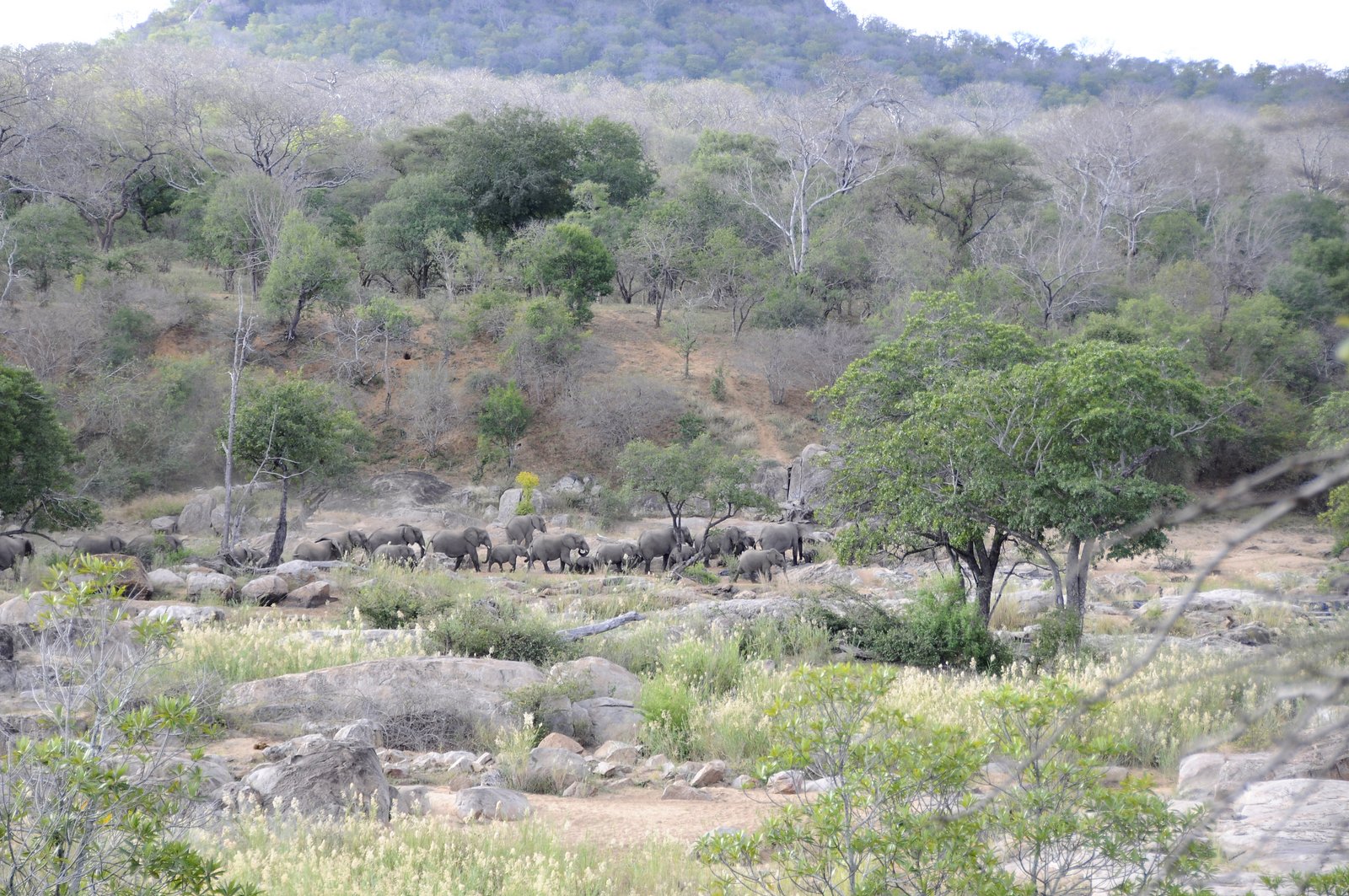 Elephants in the riverine bush all in a linex